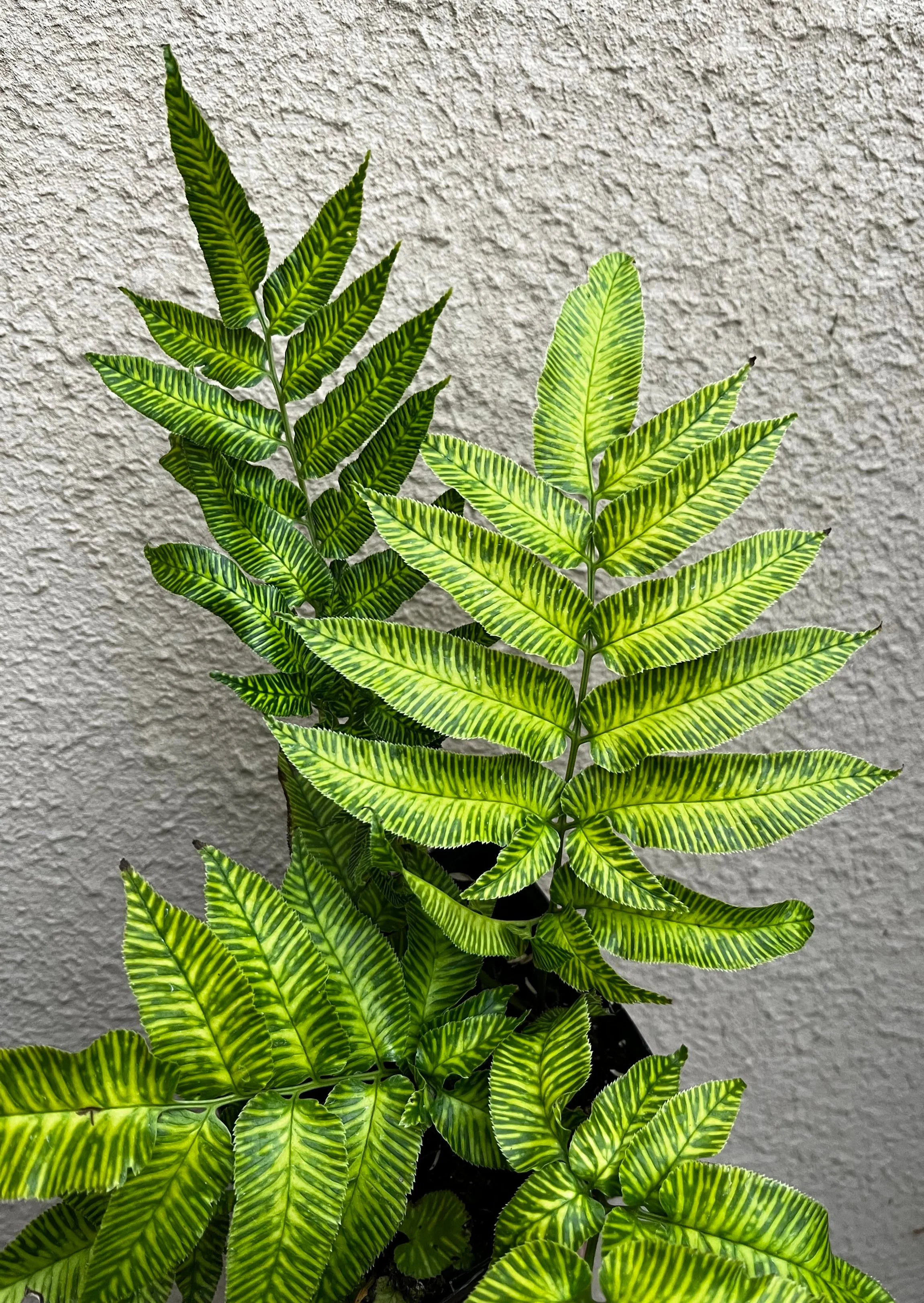 Coniogramme+emeiensis+%